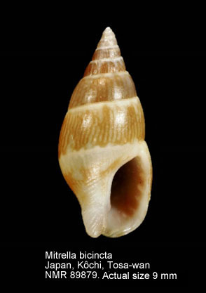 Mitrella bicincta (10).jpg - Mitrella bicincta (Gould,1860)